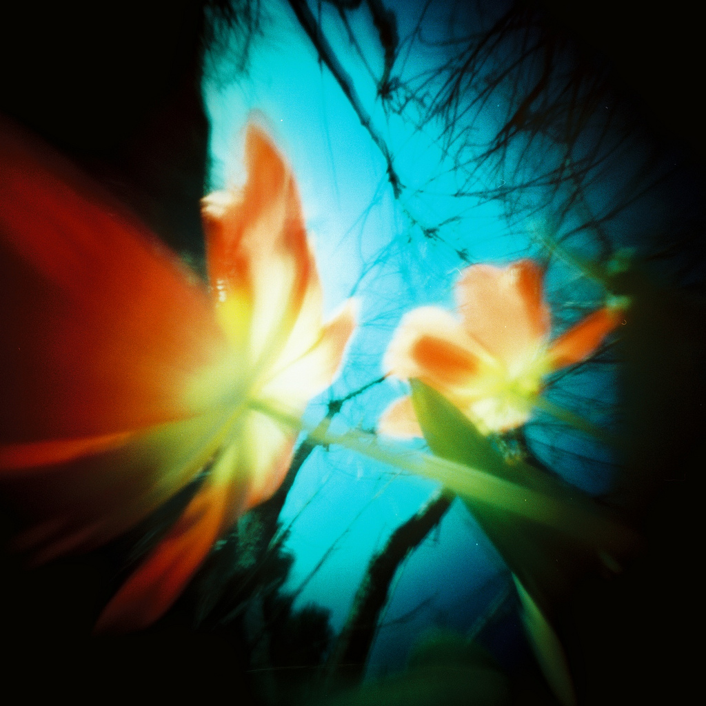 Spring Flowers