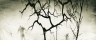 Silent tree
